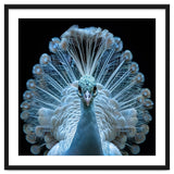 Majestic White Peacock Displaying Its Feathers thumbnail
