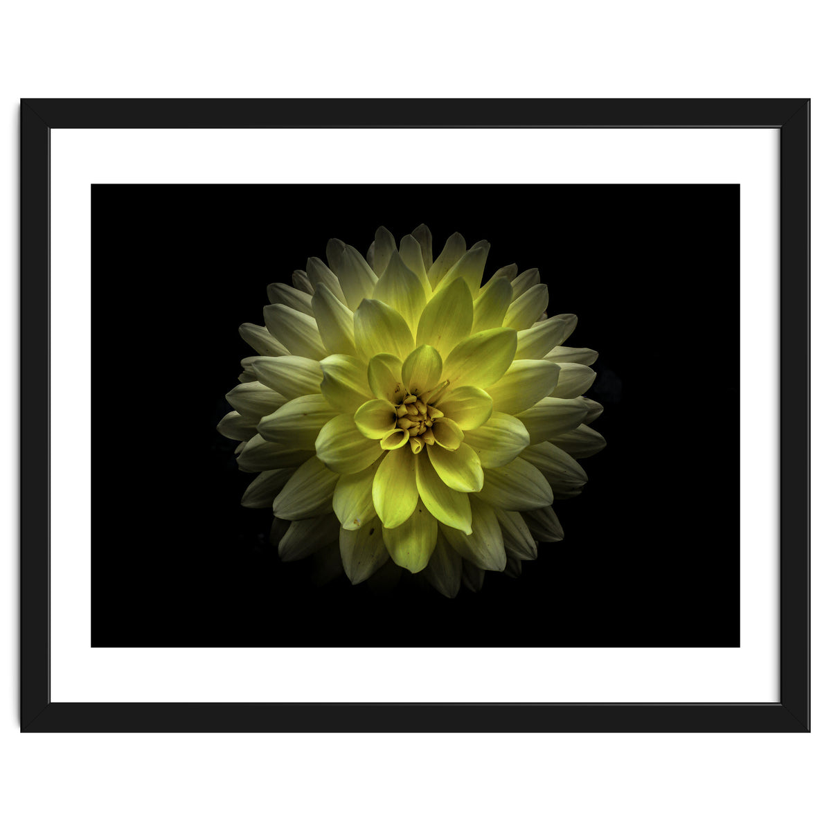 Backyard Flowers No 128 Color Version