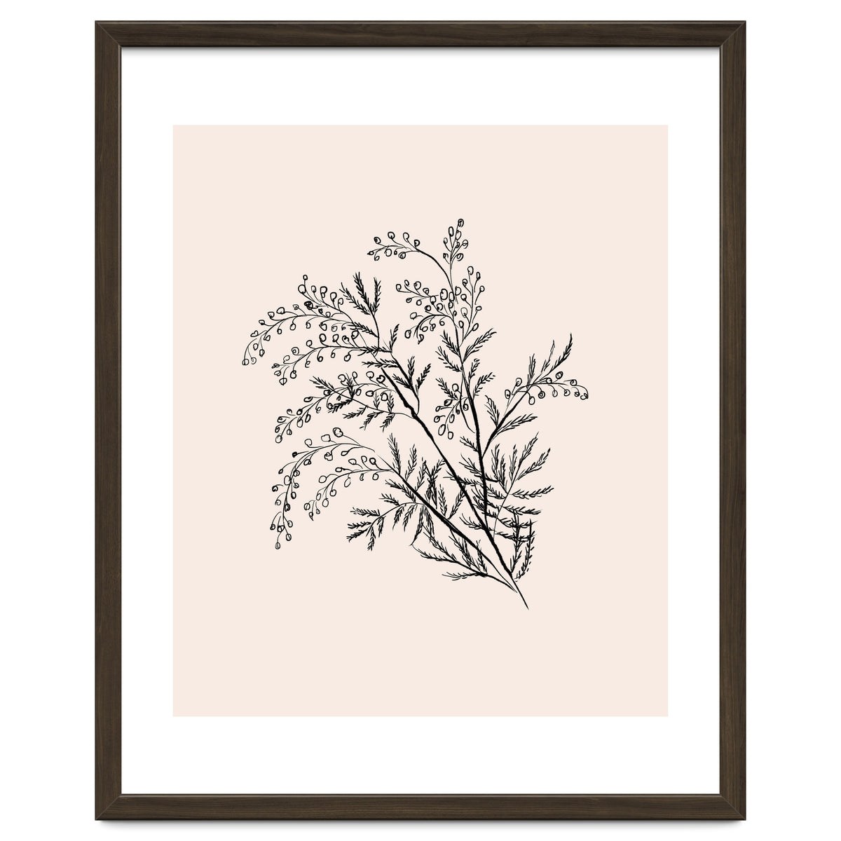 Acacia Botanical illustration