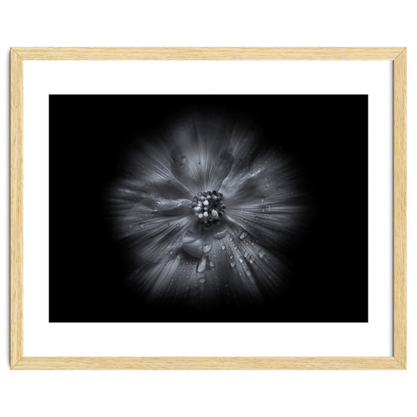 Backyard Flowers In Black And White No 66 Flow Version