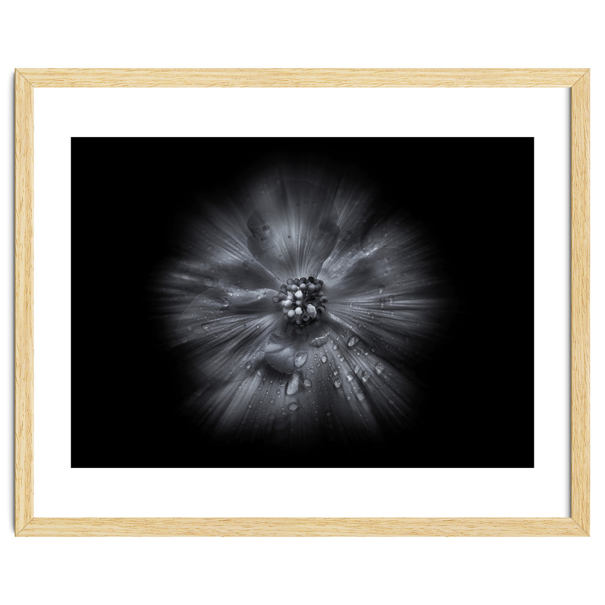 Backyard Flowers In Black And White No 66 Flow Version