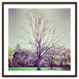 Tree Of Dreams thumbnail