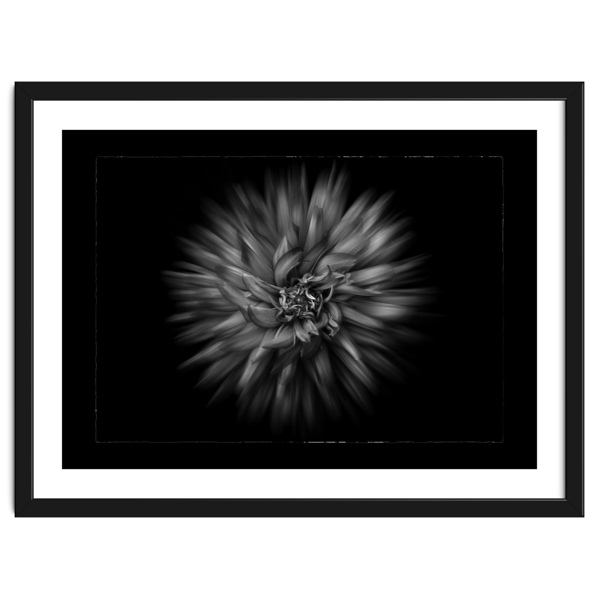Backyard Flowers In Black And White No 20 Flow Version with Border
