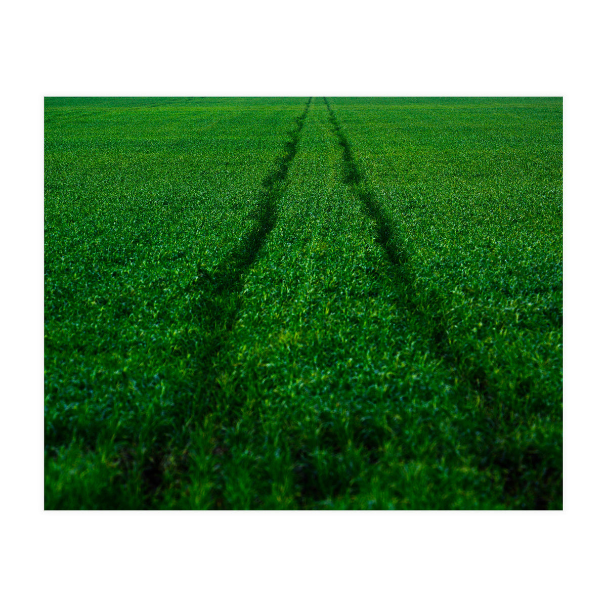 Track and Field (Print Only)