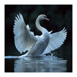 Majestic White Swan Spreading Wings On Water (Print Only) thumbnail