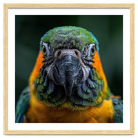 Blue And Gold Macaw Face Focused Portrait