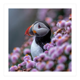 Atlantic Puffin Amidst Pink Heather Flowers (Print Only) thumbnail