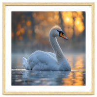 Beautiful Swan Floating On Water At Sunset