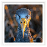 Great Blue Heron Closeup Dramatic Portrait thumbnail