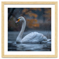 Swan Floating Gracefully On Water In Autumn