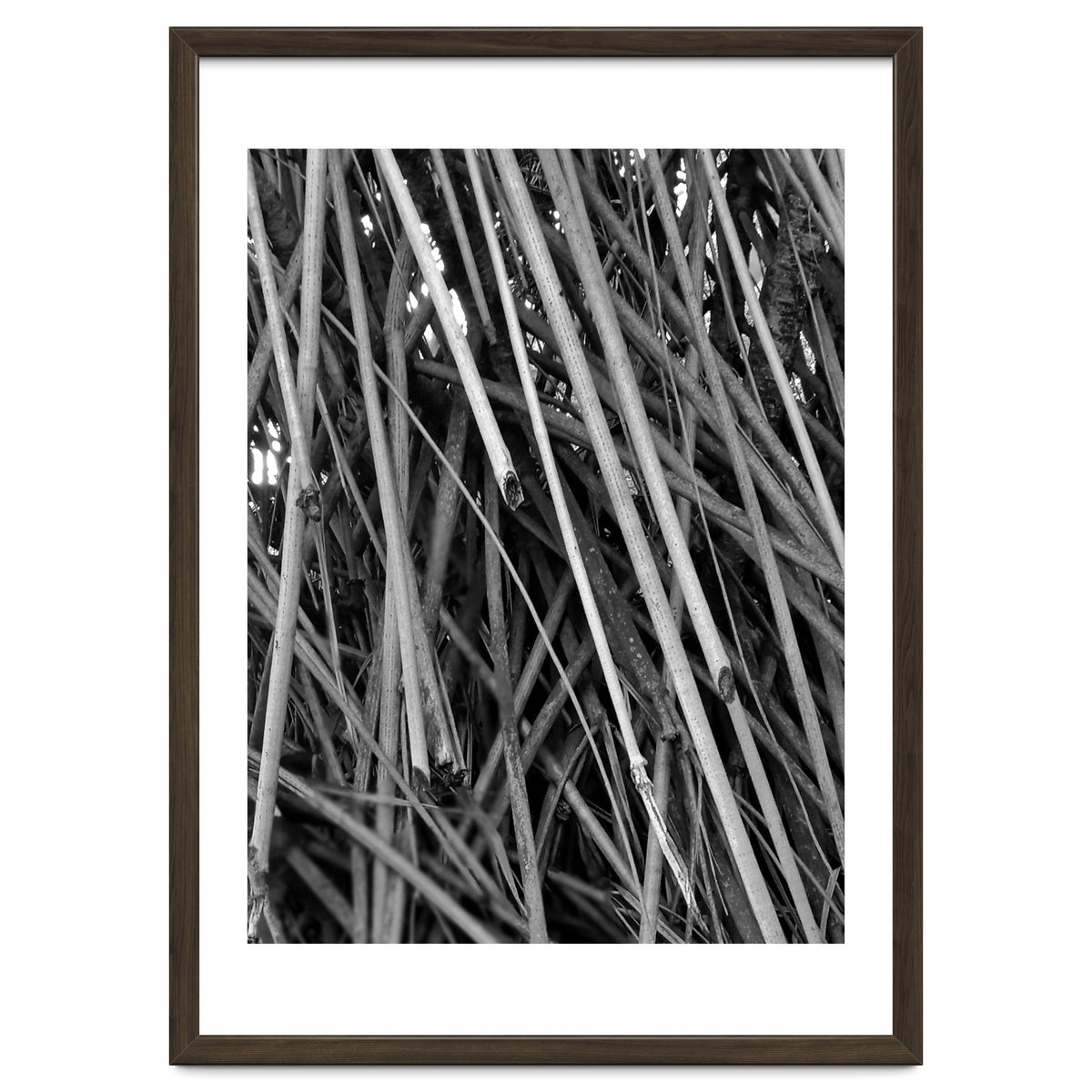 Black Tectorius Plant Shoots Art