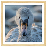 Close Up Of A Swan In Frost Winter Bird Close Up thumbnail