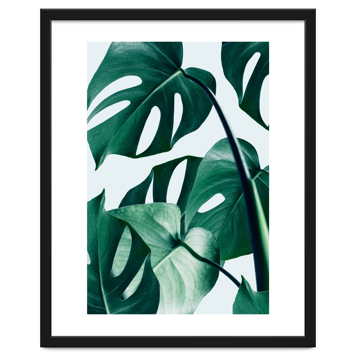 Monstera Tropical Photography Digital Art, Minimal Nature Jungle Botanical Leaves