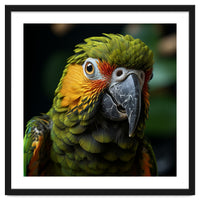 Close Up Of A Colorful Macaw Parrot Face