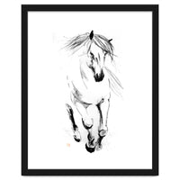 Runninh Ghorse In Water