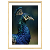 Peacock Portrait Photography thumbnail