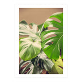 Monstera Mix (Print Only) thumbnail