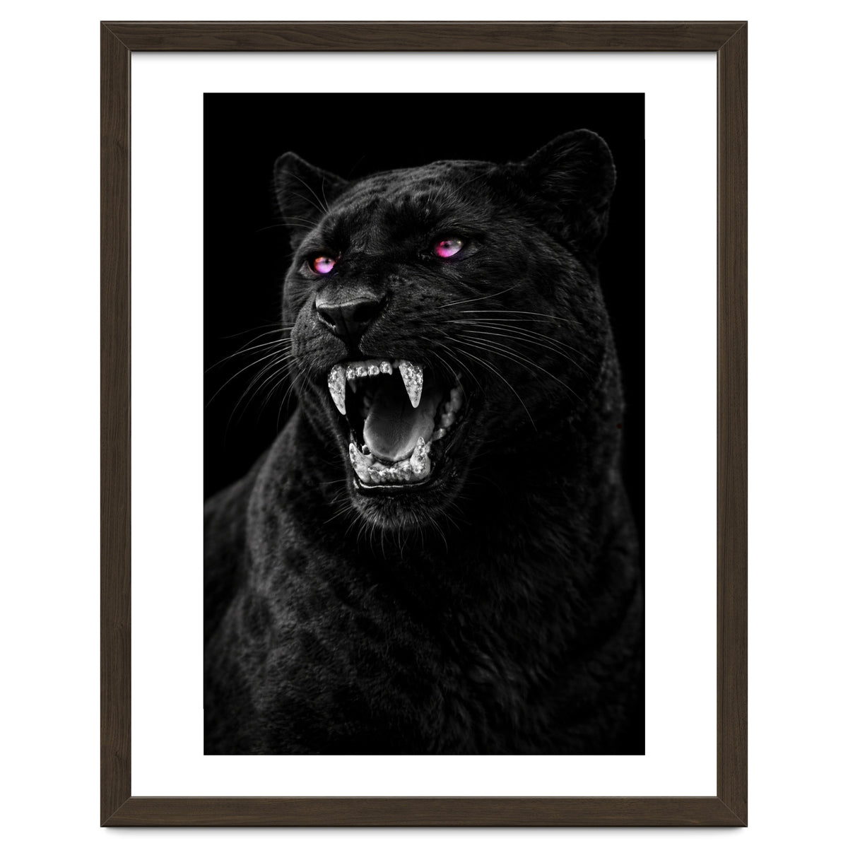 Black leopard with colorful eyes portrait