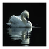 White Swan Gracefully Swimming In Dark Water (Print Only) thumbnail
