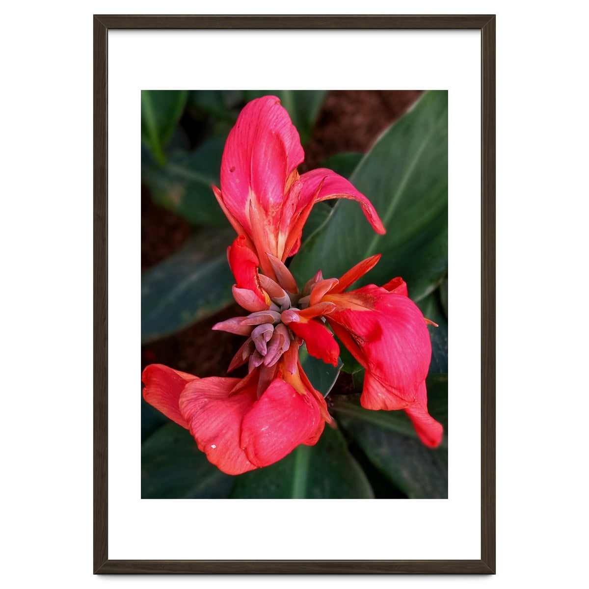 Red Indian Shot Flower