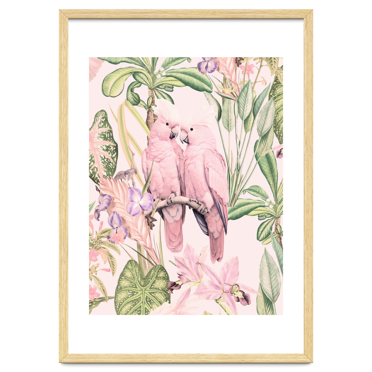 Pink Cockatoos in Love