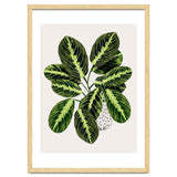 Maranta Plant thumbnail