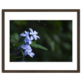 BLOSSOM. thumbnail