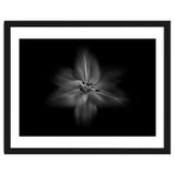 Backyard Flowers In Black And White No 28 Flow Version thumbnail