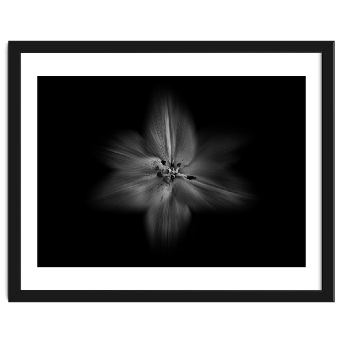 Backyard Flowers In Black And White No 28 Flow Version