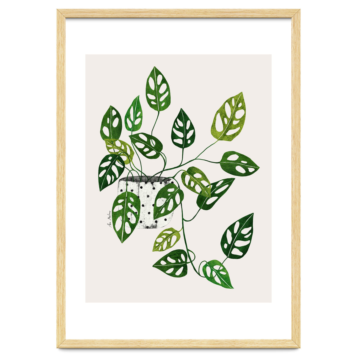 Monstera Obliqua Plant