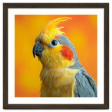 Close Up Cockatiel Parrot With Yellow Crest thumbnail