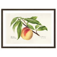 Royal Charles Steadman – Peach Twig (Prunus persica) (1918)