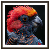 Black Palm Cockatoo Bird Close Up thumbnail