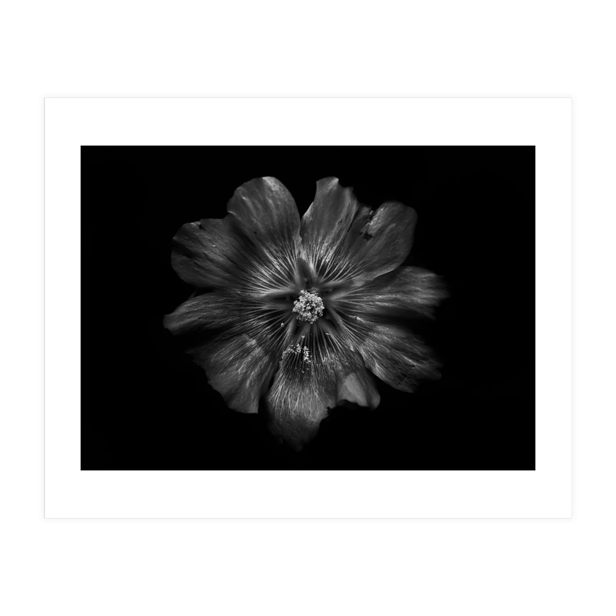 Backyard Flowers In Black And White 22 (Print Only)