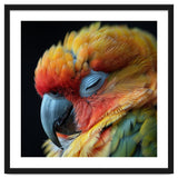 Close Up Of A Sleeping Sun Conure Parrot thumbnail
