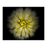 Backyard Flowers No 86 Color Flow Version (Print Only) thumbnail
