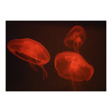 At the aquarium #4 (Print Only) thumbnail