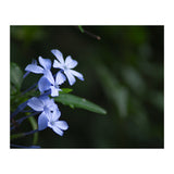 BLOSSOM. (Print Only) thumbnail