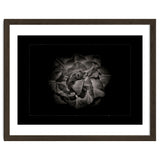 Backyard Flowers In Black And White No 81 with Border thumbnail