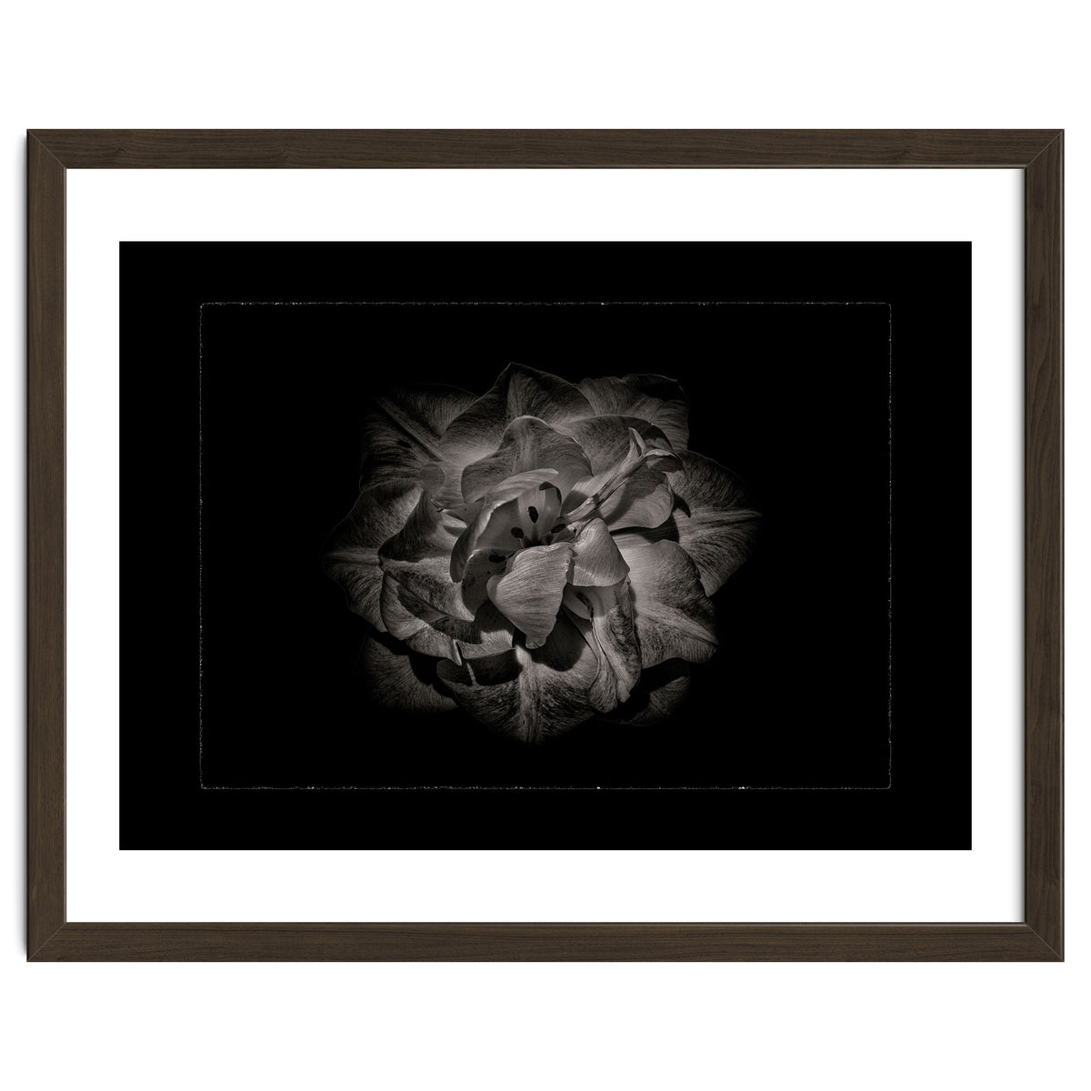 Backyard Flowers In Black And White No 81 with Border