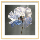 Shirley Poppy | Morning Silk thumbnail