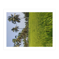 The Paddy Fields of Kerala, South India (Print Only)