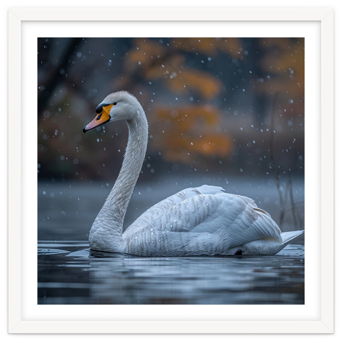 Swan Floating Gracefully On Water In Autumn