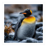King Penguin In Snow With Water Droplets (Print Only) thumbnail
