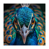Majestic Peacock  (Print Only) thumbnail