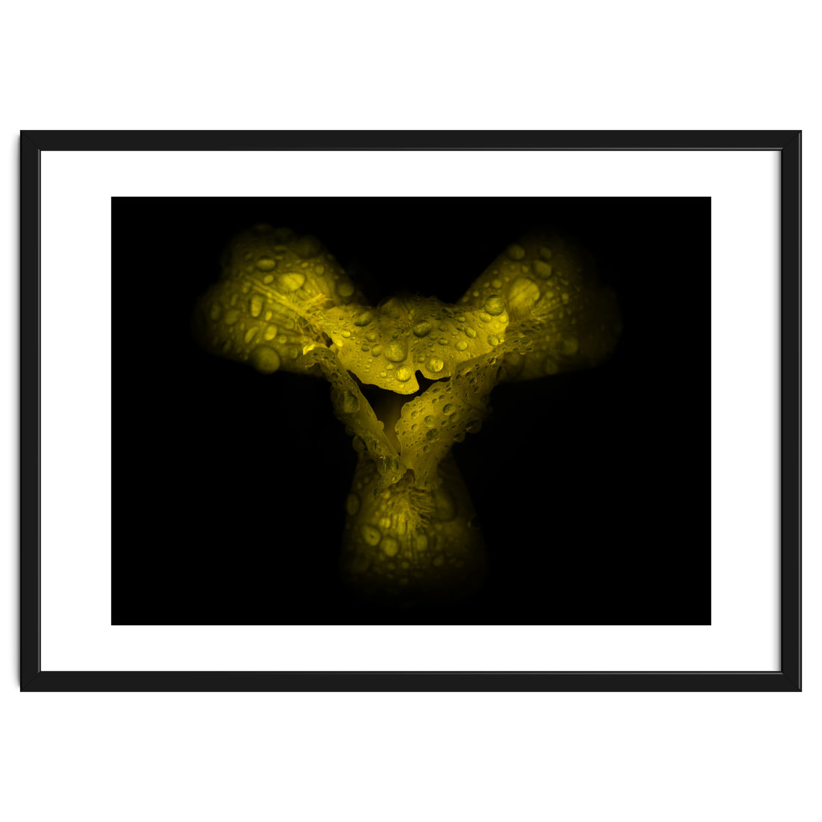 Backyard Flowers No 70 Color Version