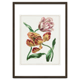John Edwards – Various Tulips (1791) thumbnail