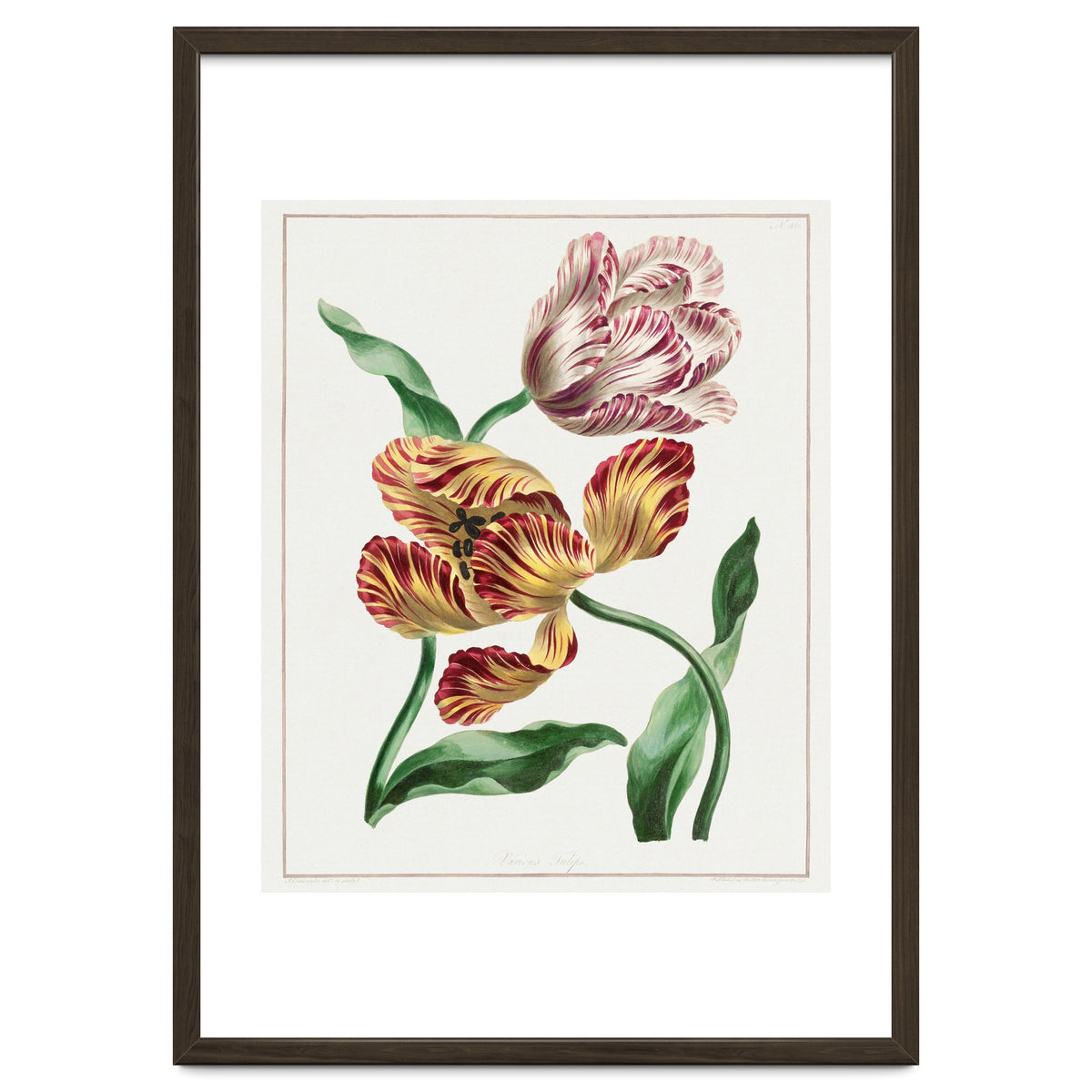 John Edwards – Various Tulips (1791)