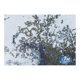 Coral Rising (Print Only) thumbnail