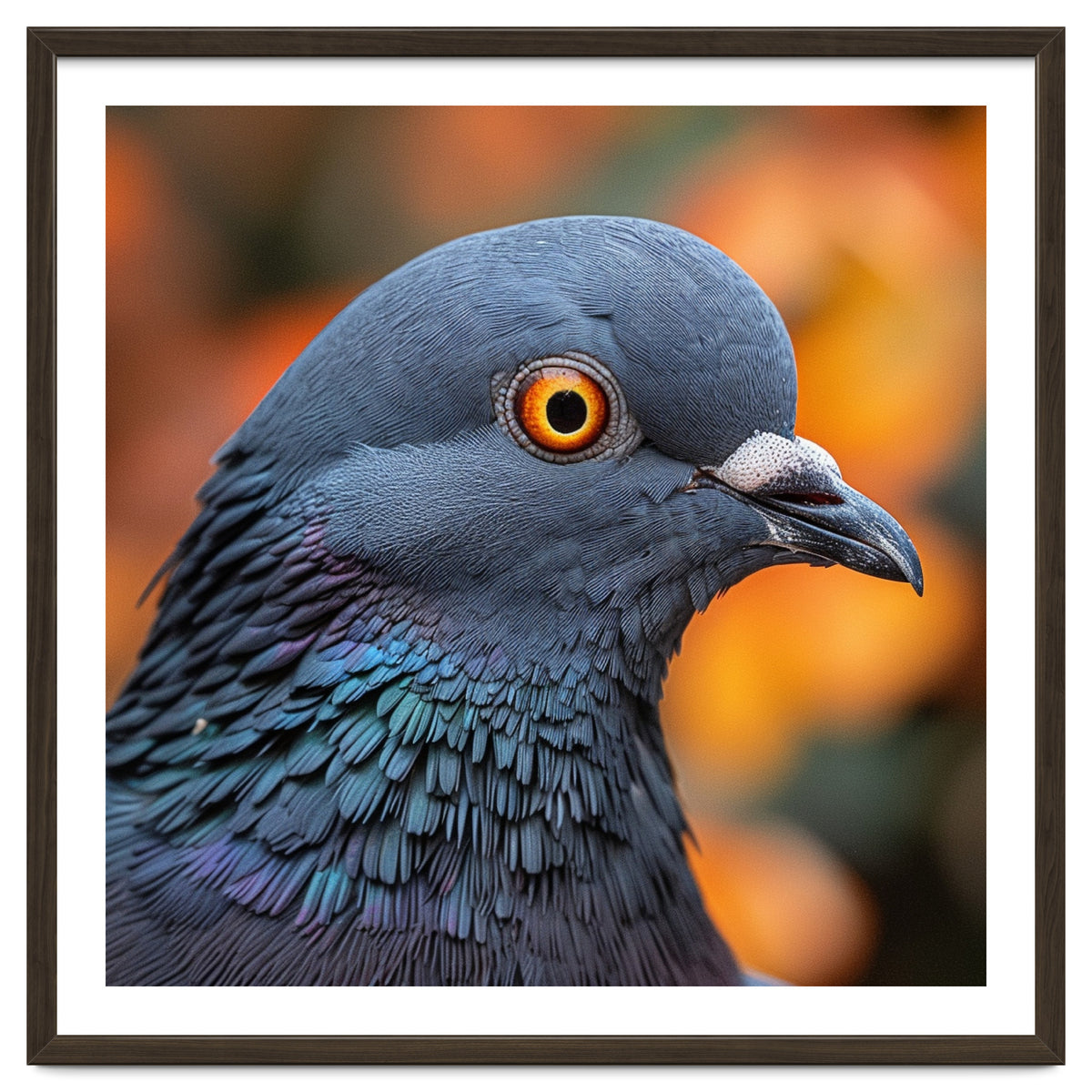Close Up Of A Pigeon's Head And Neck